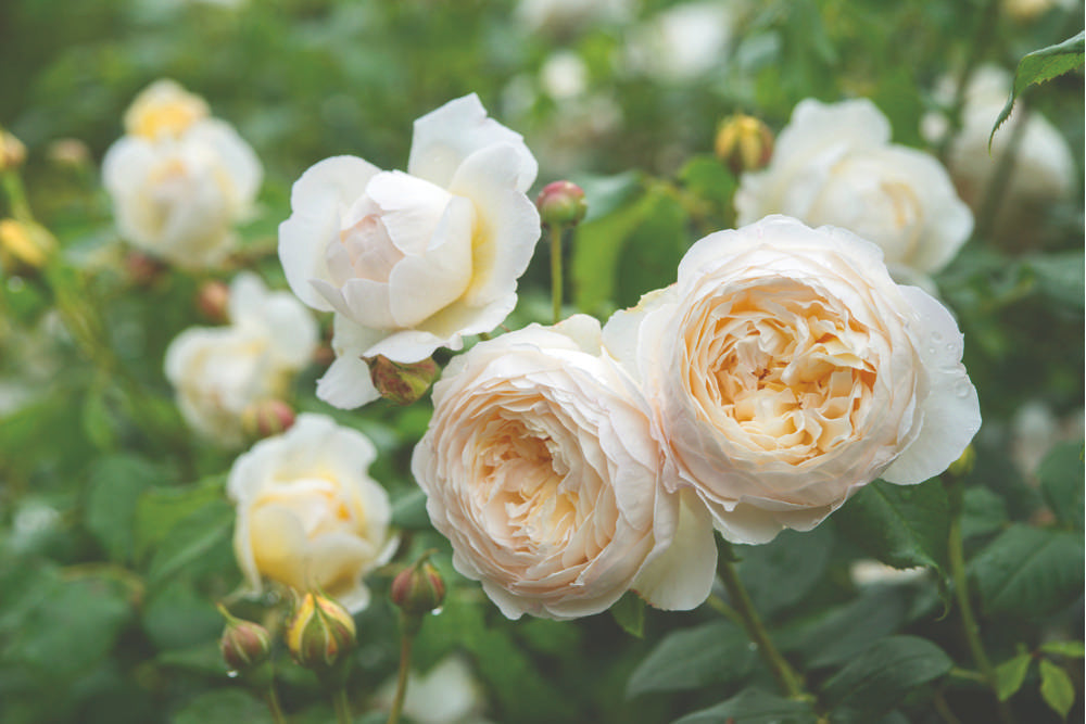 Ros 'Claire Austin™' (Ausprior)